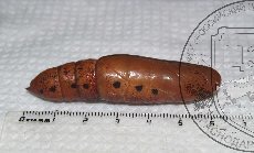 Бражник олеандровый 003